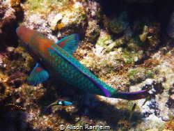 Madame Butterfly Fish by Alison Ranheim 